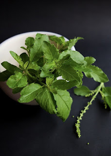 Holy basil(Tulsi)