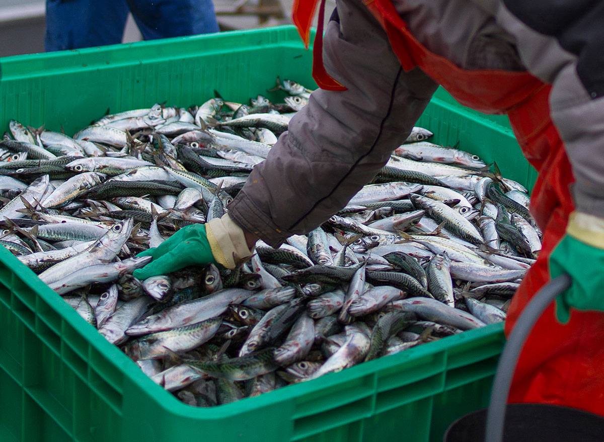 fresh caught fish