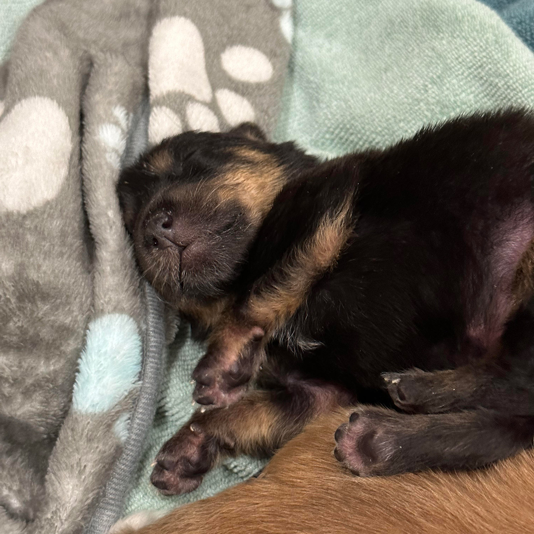 Lotus from the Yoga Poses Litter - Fostering for Almost There Rescue