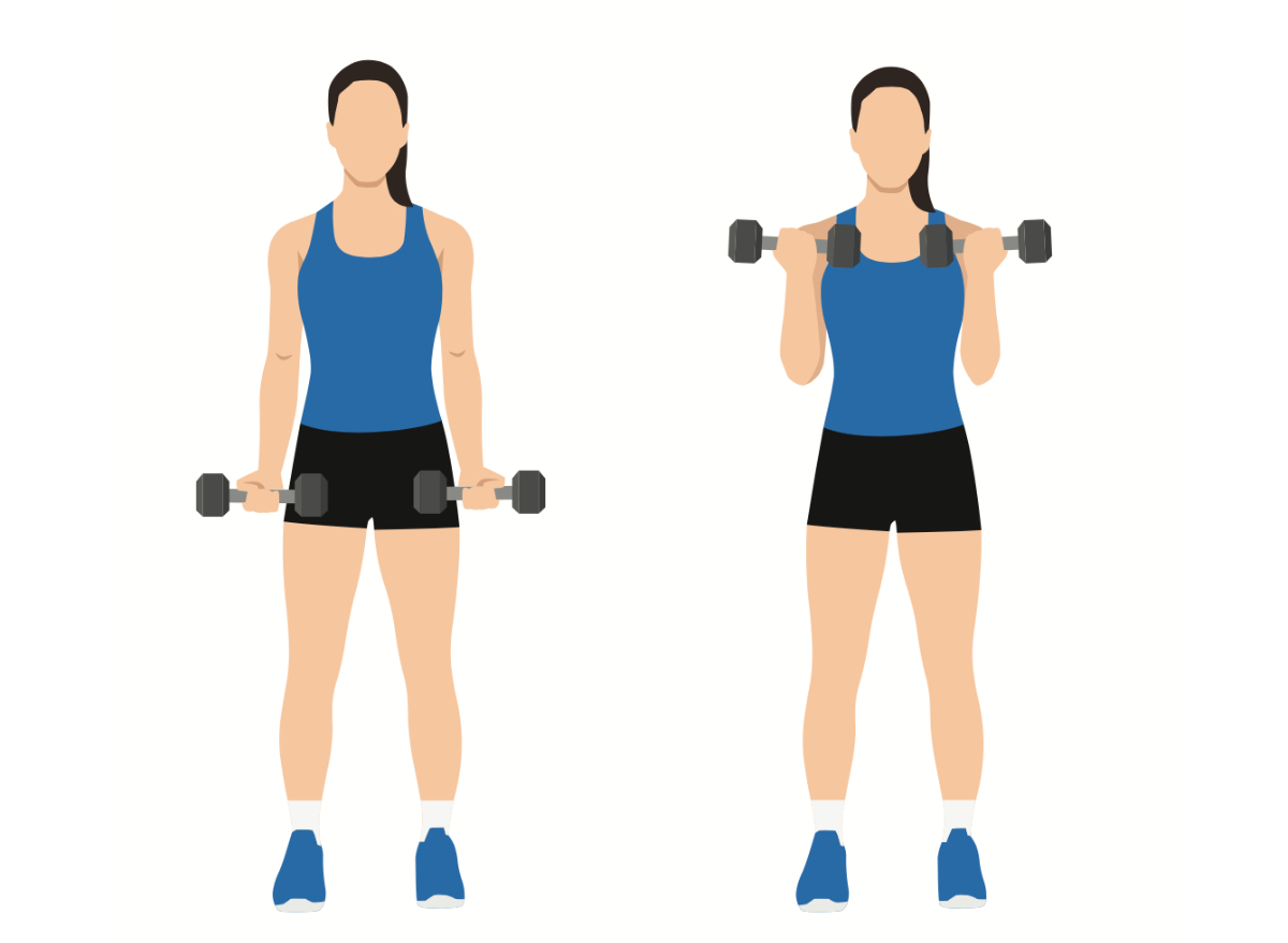 illustration, concept of standing bicep curls with dumbbells to tone your arms in 30 days